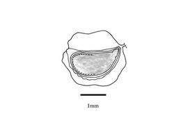   Embryo:   Rubus moluccanus ; Illustration by K. Parker, Kirkbride et al. (2006)
